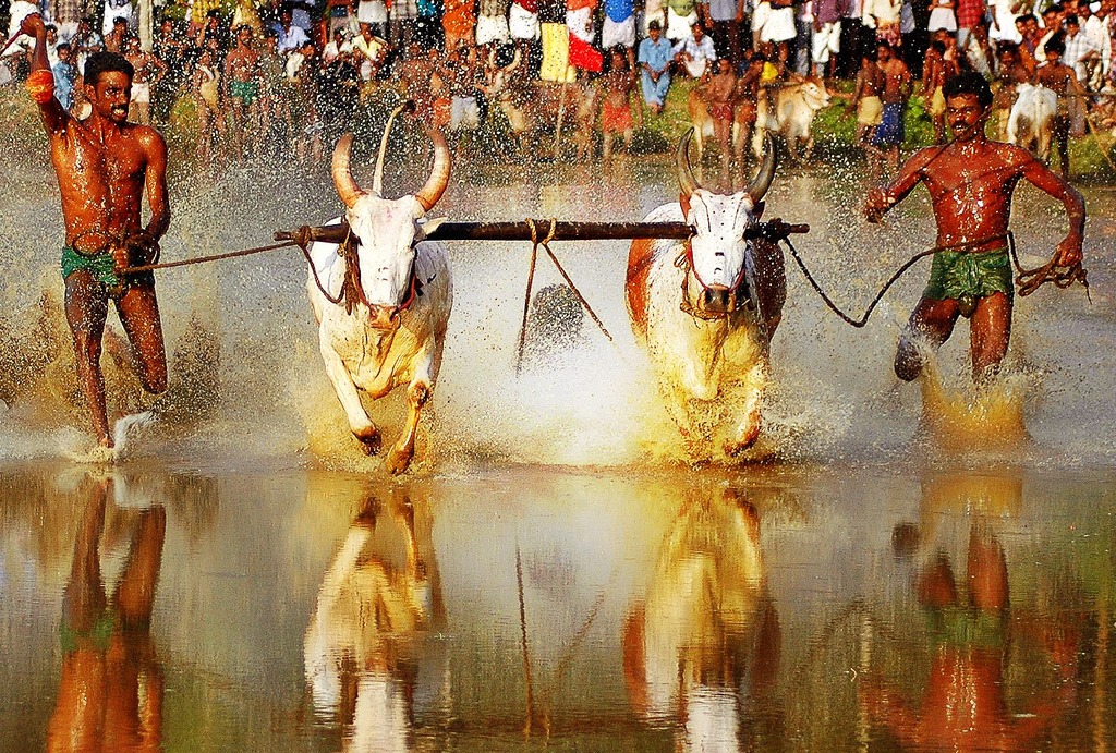 kerala bullock race