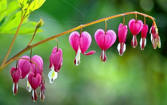 10-most-beautiful-flowers-in-the-world