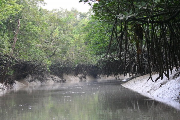 Sundarbans Delta – The Mangrove Forest