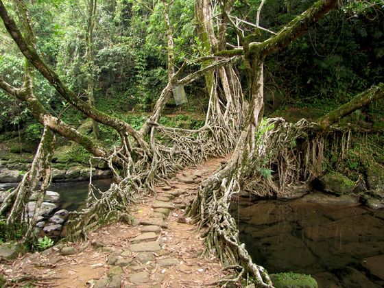 Living Root Bridges of Cherrapunji