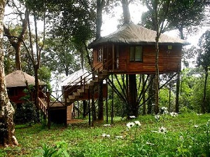 11 Top India Tree House Hotels