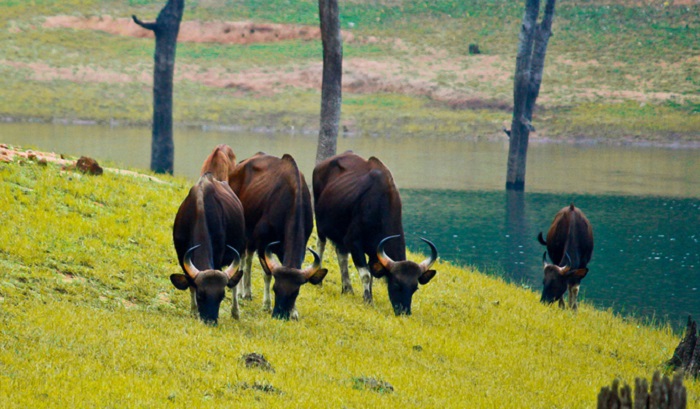 Dajipur Bison Sanctuary Weekend Getaways from Mumbai