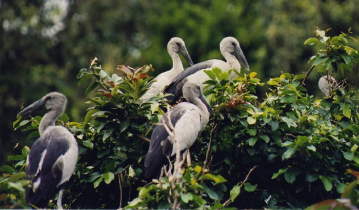 Karnala Bird Sanctuary Weekend Getaways from Mumbai