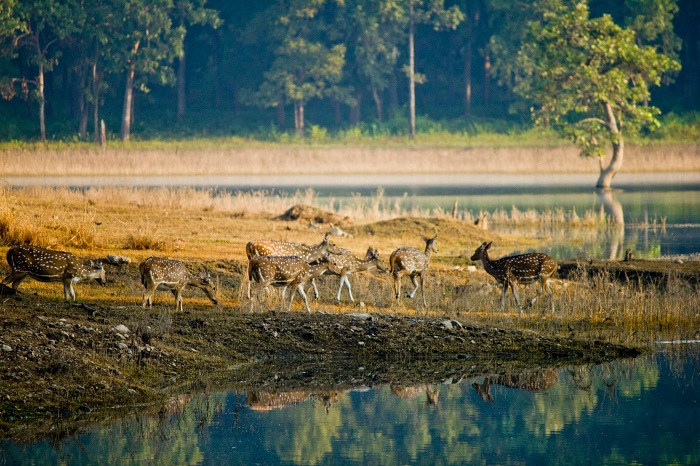 Pench National Park | Madhya Pradesh