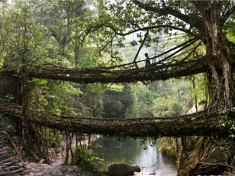 Living Roots Bridge - Cherrapunji, Meghalaya