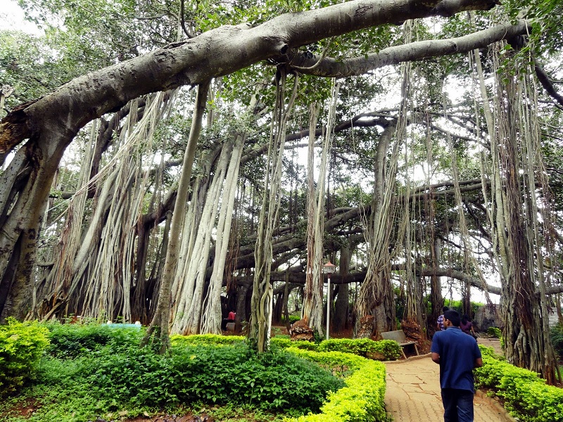 World's Widest Banyan Tree - Botanical Garden, Howrah