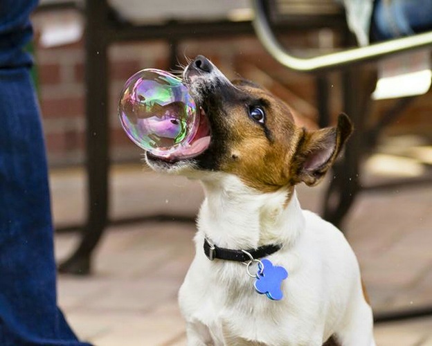 perfectly-timed-dog-photos-that-will-make-your-week