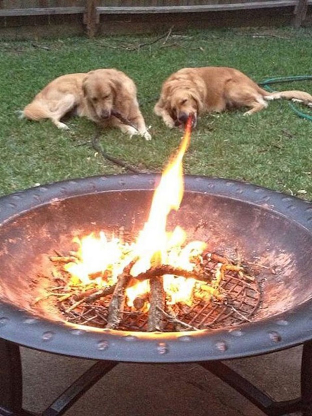 perfectly-timed-dog-photos-that-will-make-your-week