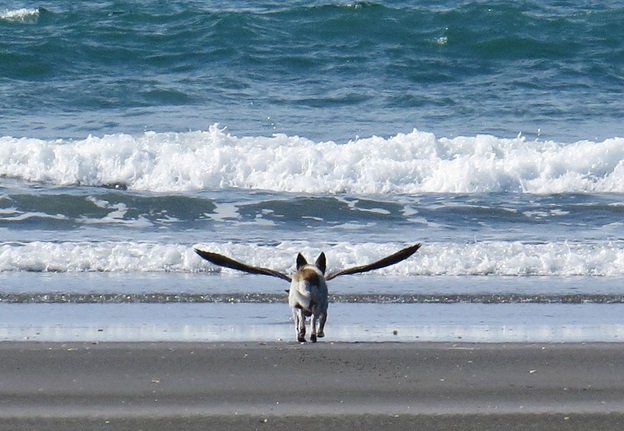 perfectly-timed-dog-photos-that-will-make-your-week