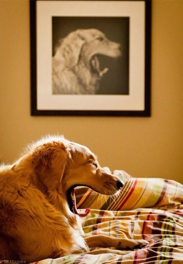 perfectly-timed-dog-photos-that-will-make-your-week