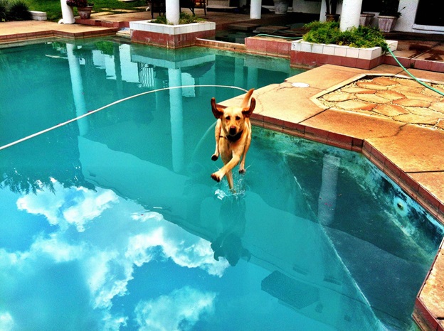 perfectly-timed-dog-photos-that-will-make-your-week