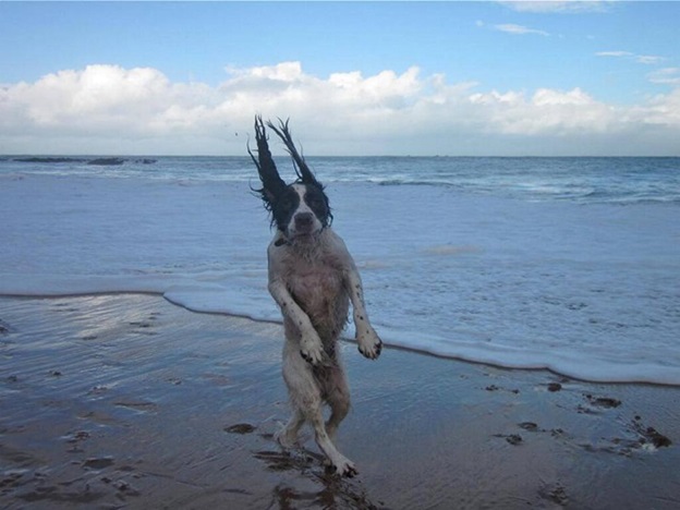 perfectly-timed-dog-photos-that-will-make-your-week