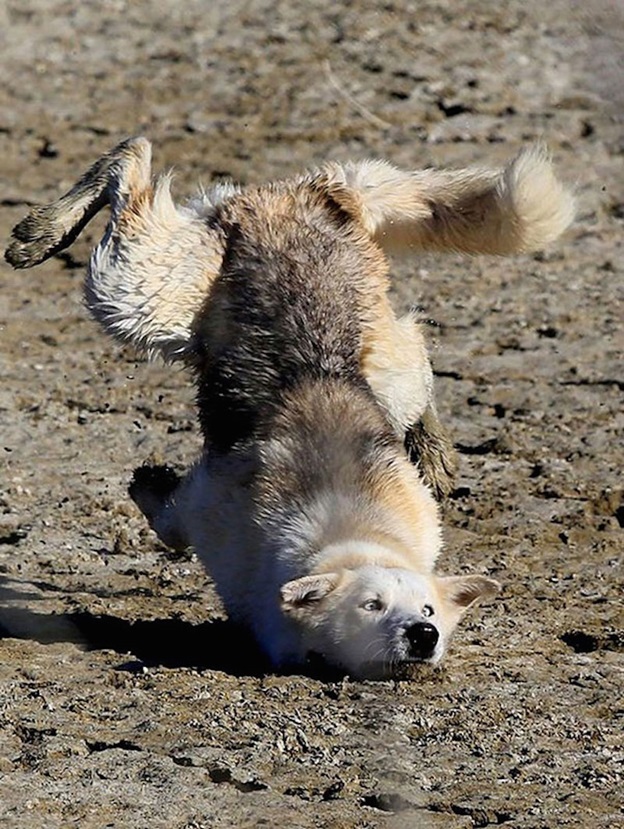 perfectly-timed-dog-photos-that-will-make-your-week