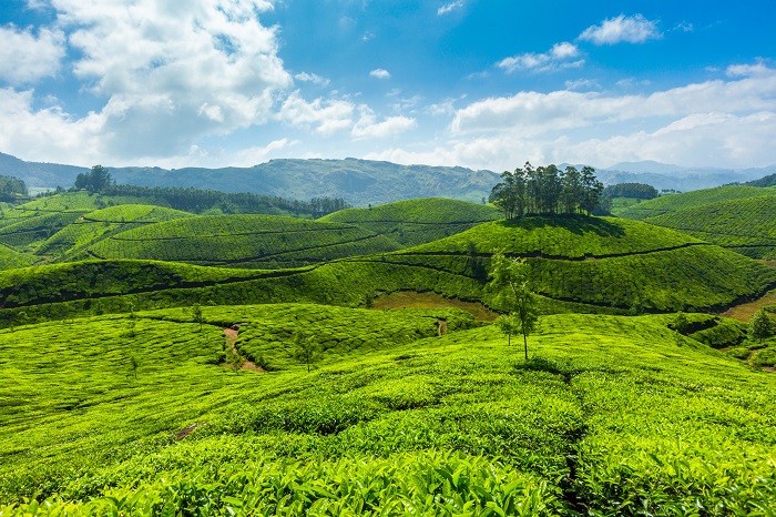 Munnar, Kerala tea/coffee cities