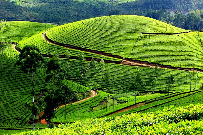 Coorg, Karnataka tea/coffee cities