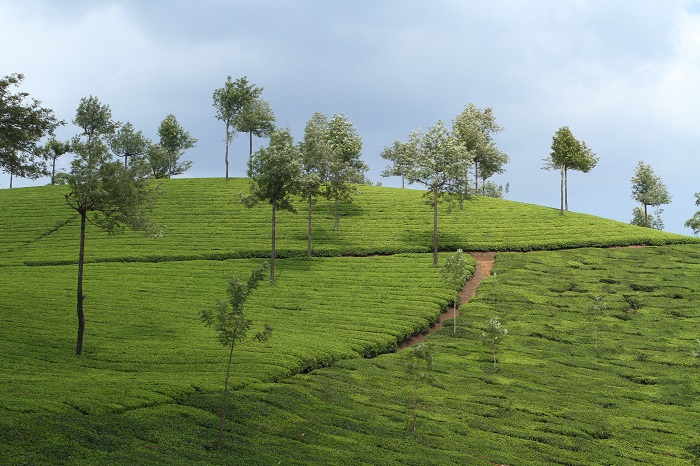 Wayanad, Kerala tea/coffee cities