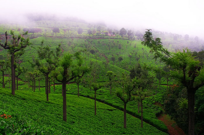 Conoor in Nilgiris, Tamil Nadu tea/coffee cities