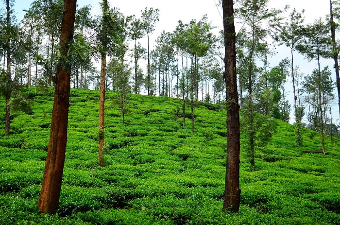 Chikmagalur, Karnataka Tamil Nadu tea/coffee cities