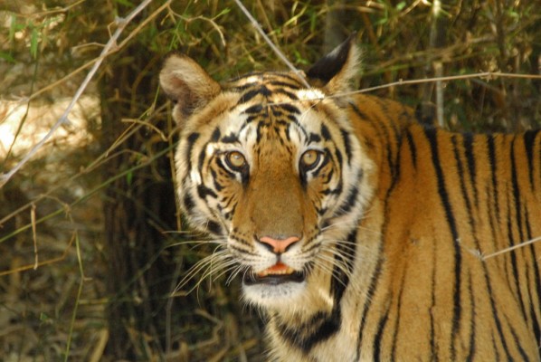 top-10-tiger-reserves-in-india-with-maximum-tiger-population