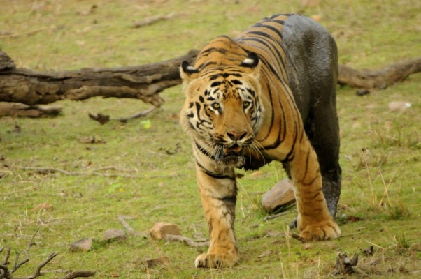 top-10-tiger-reserves-in-india-with-maximum-tiger-population