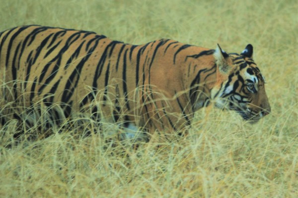 top-10-tiger-reserves-in-india-with-maximum-tiger-population