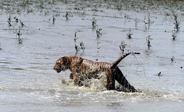 top-10-tiger-reserves-in-india-with-maximum-tiger-population