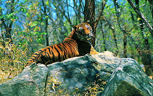 Thekkady ,Periyar Tiger Reserv