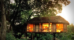 11 Top India Tree House Hotels