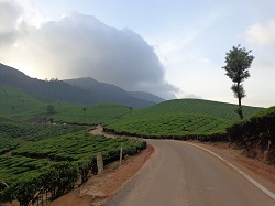 Munnar In A Nutshell – Tea And Tranquility In God’s Own Country