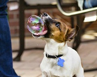 Perfectly Timed Dog Photos That Will Make Your Week