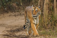 Top 10 Tiger Reserves in India With Maximum Tiger Population