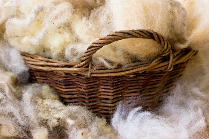 Indians discovered the cashmere wool