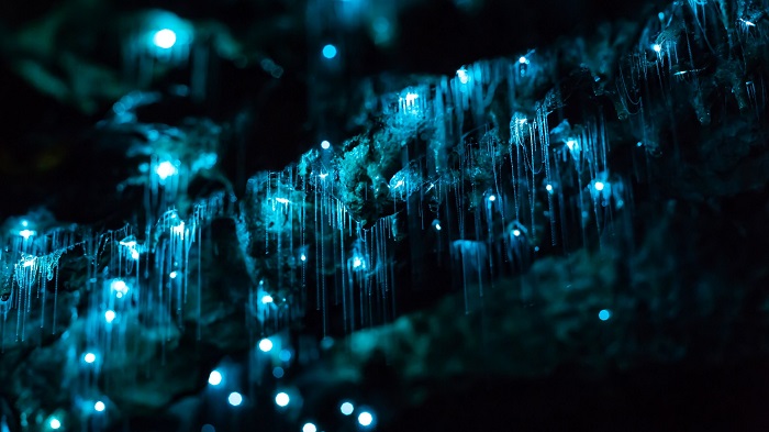 वैटोमो ग्लोवर्म गुफाएं | Waitomo Glowworm Caves