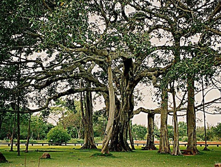 Giant Banyan -  Anantapur