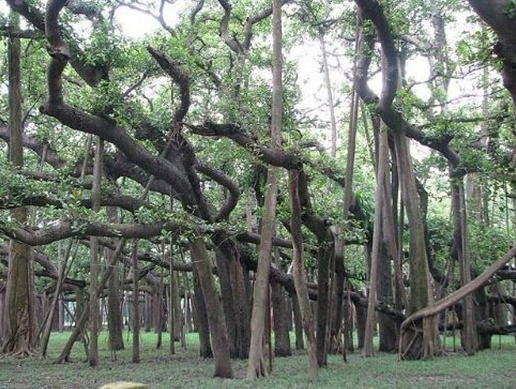 Giant Banyan -  Bharuch