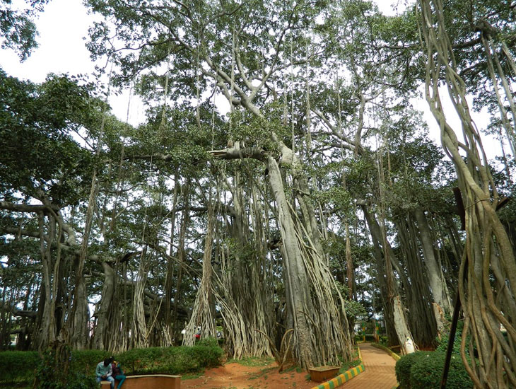 Giant Banyan -  Chennai