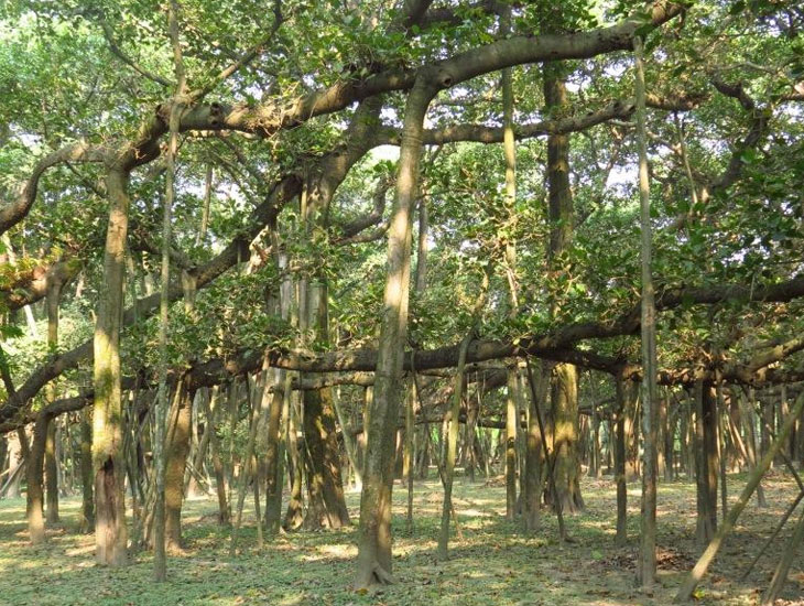 Giant Banyan -  Kolkata