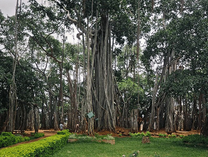 Giant Banyan -  Banglore