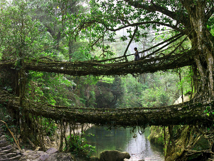 living root bridges of cherrapunji