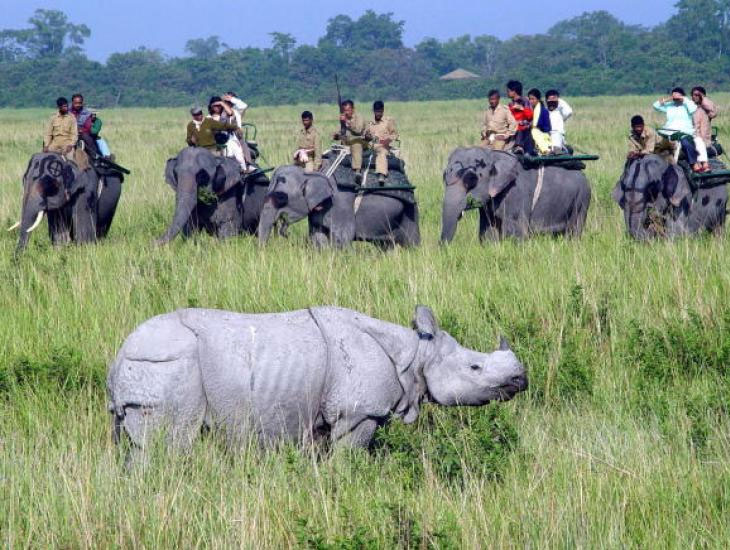 north east india Wildlife