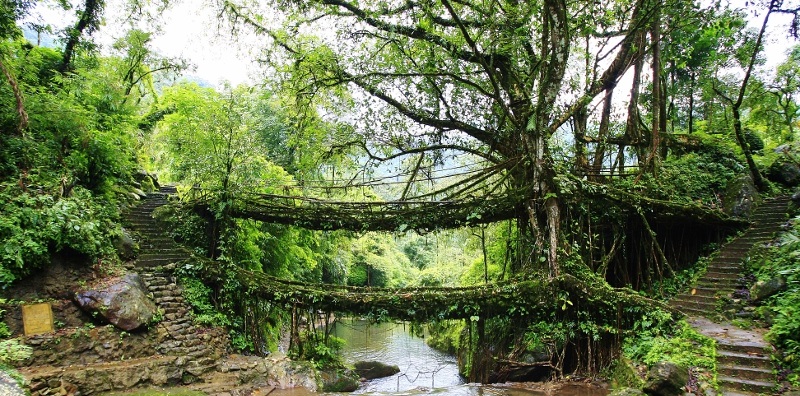 Living Root Bridge