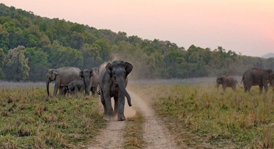 Wildlife at a National Park