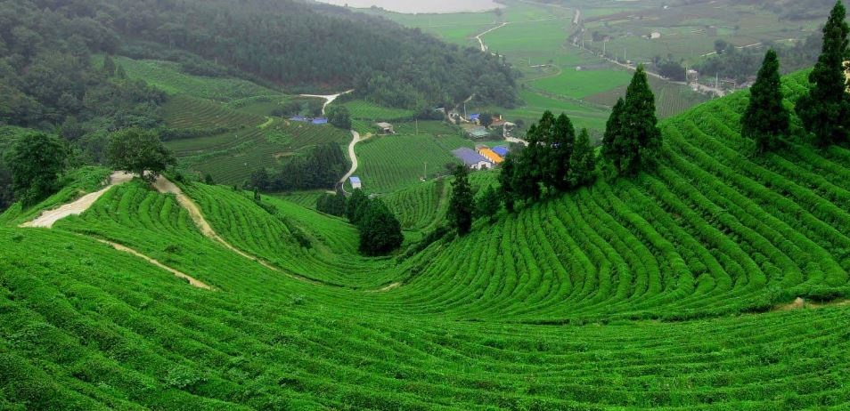 Relax at a Tea Garden