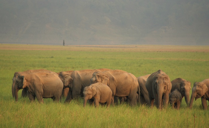 Jim Corbett National Park