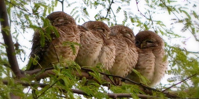 Sultanpur Bird Sanctuary